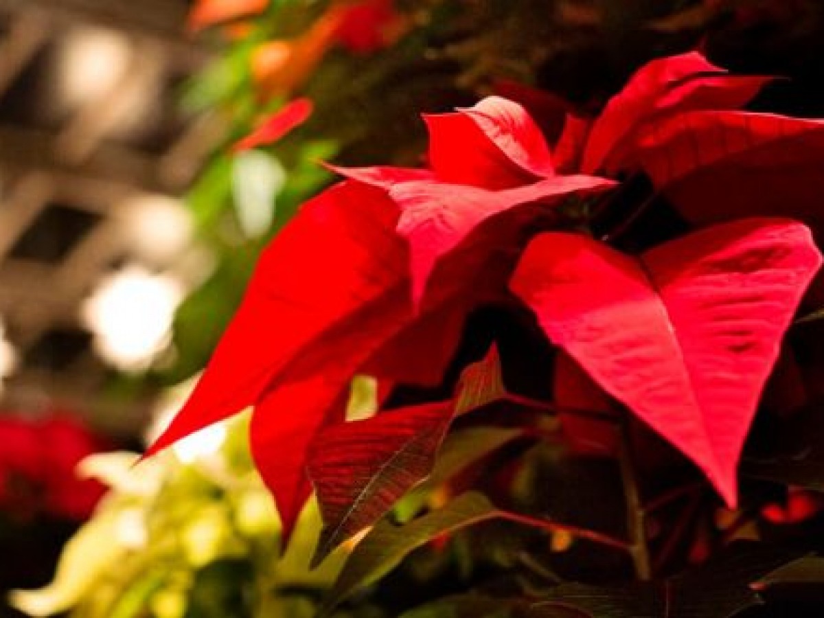 ▷ La flor de Nochebuena, símbolo universal de la Navidad.  México.............